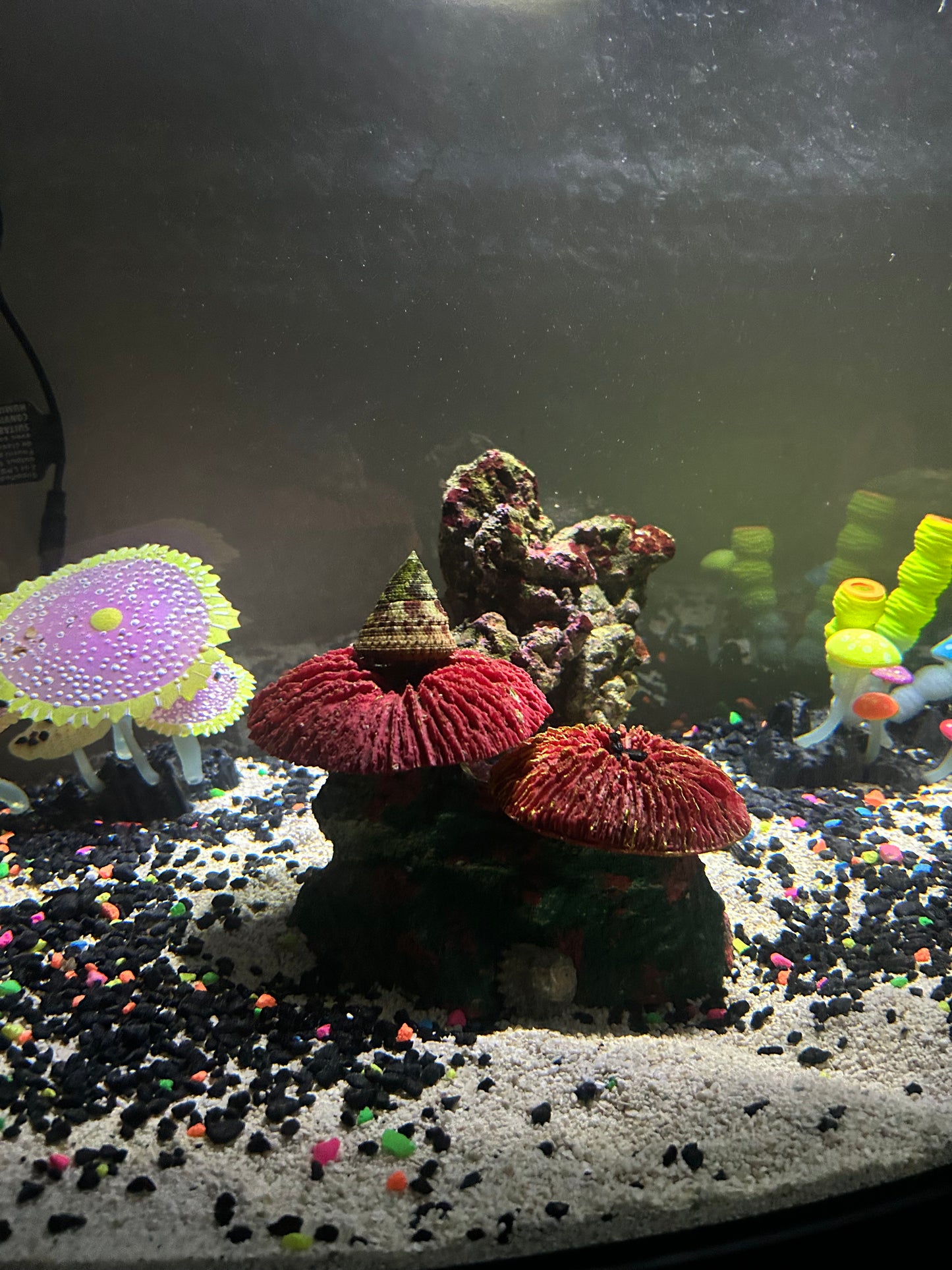 ASTREA TURBO SNAILS (You'll get 4 pieces for $25.00)