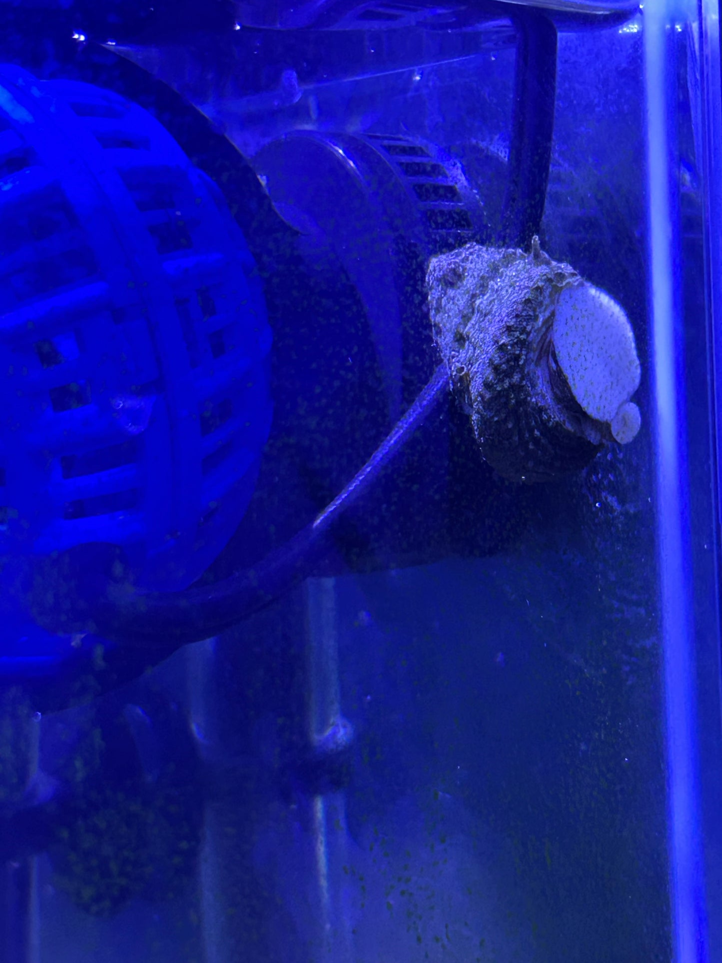 HELLA’S ORGANIC GINGER & TURMERIC ROOT SEAMOSS