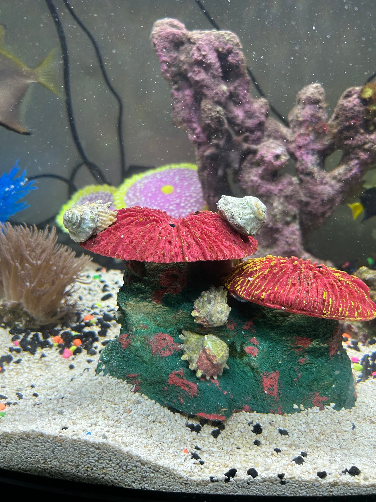 HELLA’S ORGANIC GINGER & TURMERIC ROOT SEAMOSS