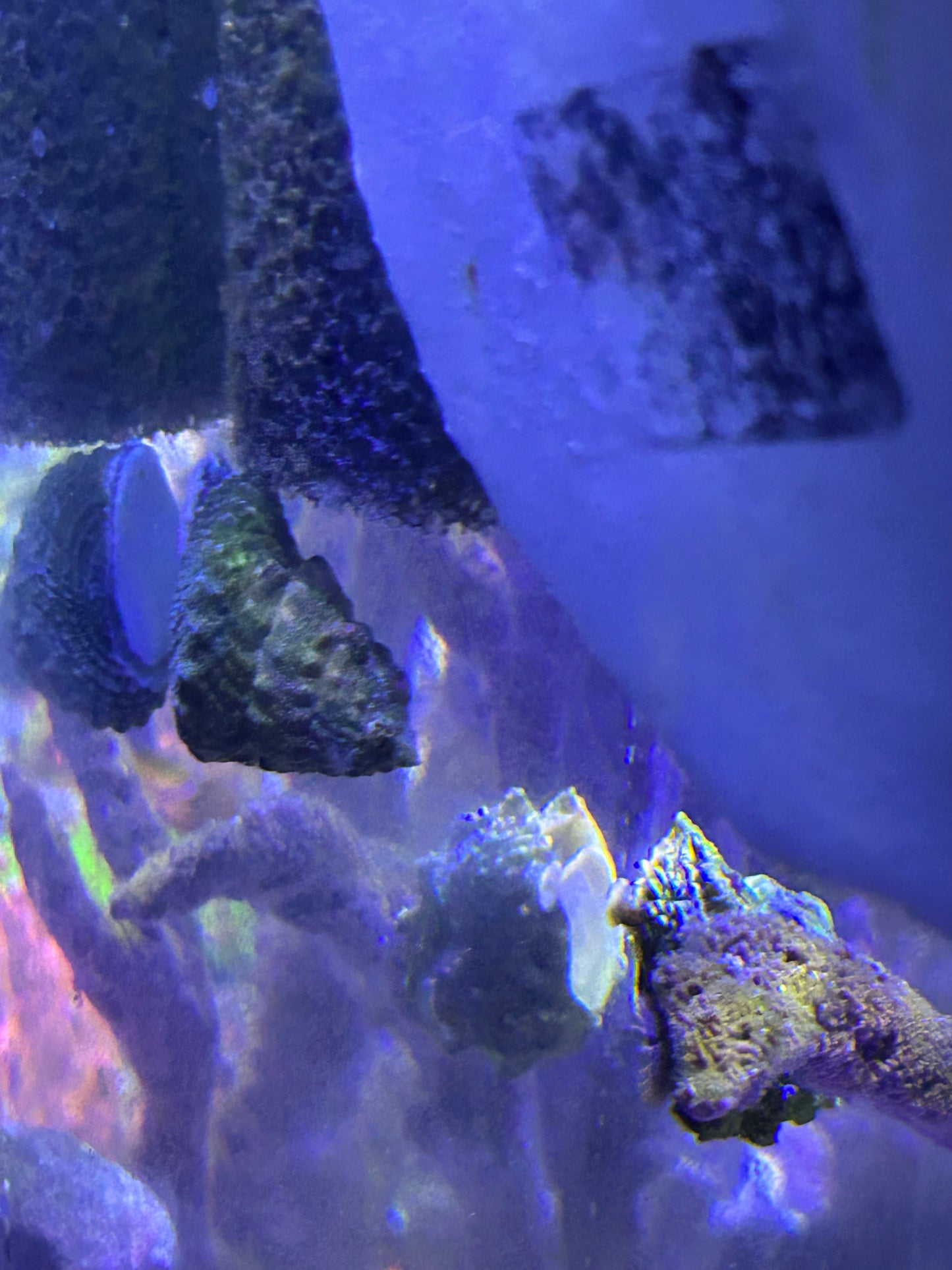 HELLA’S ORGANIC GINGER & TURMERIC ROOT SEAMOSS