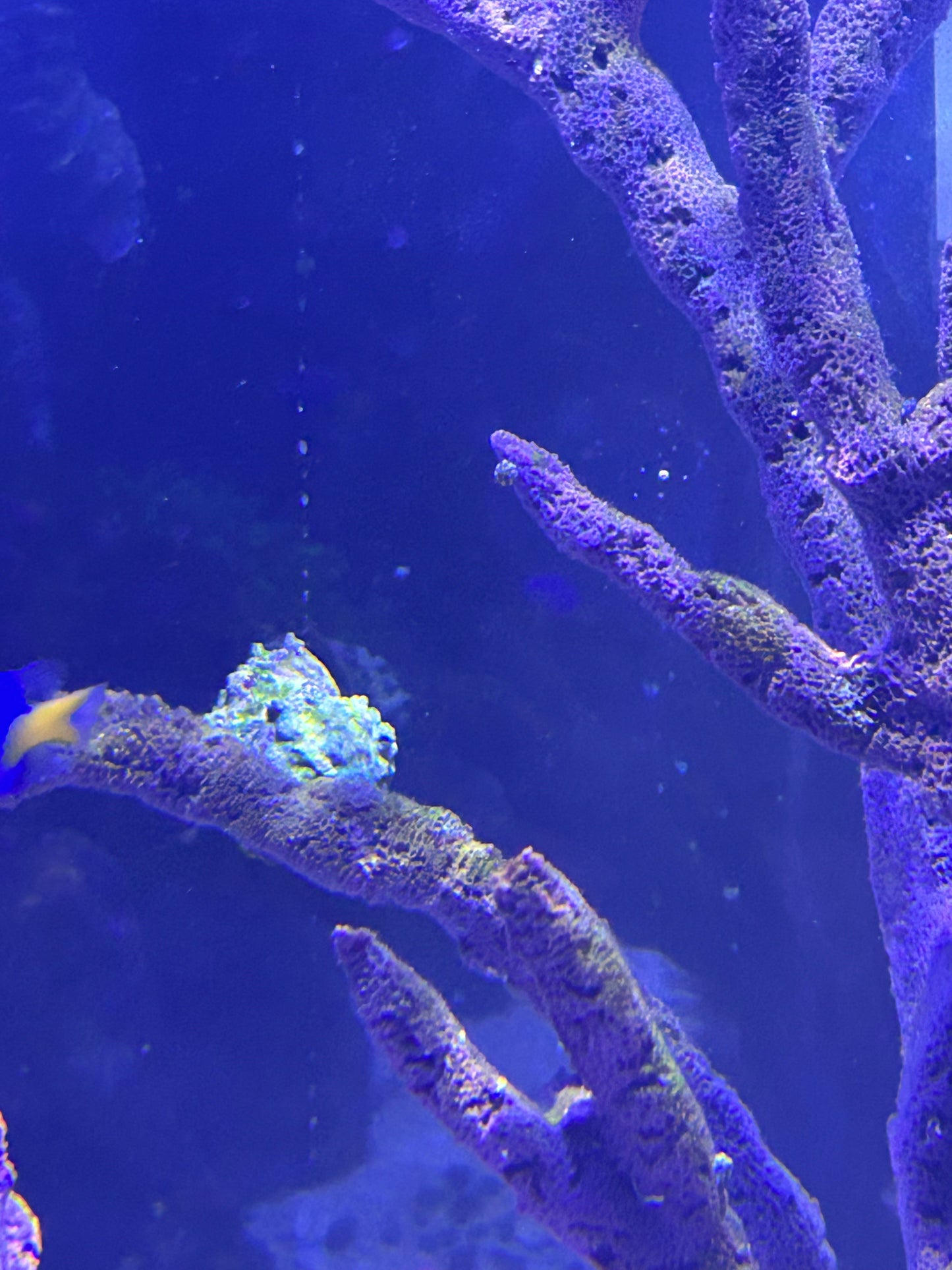 HELLA’S ORGANIC GINGER & TURMERIC ROOT SEAMOSS