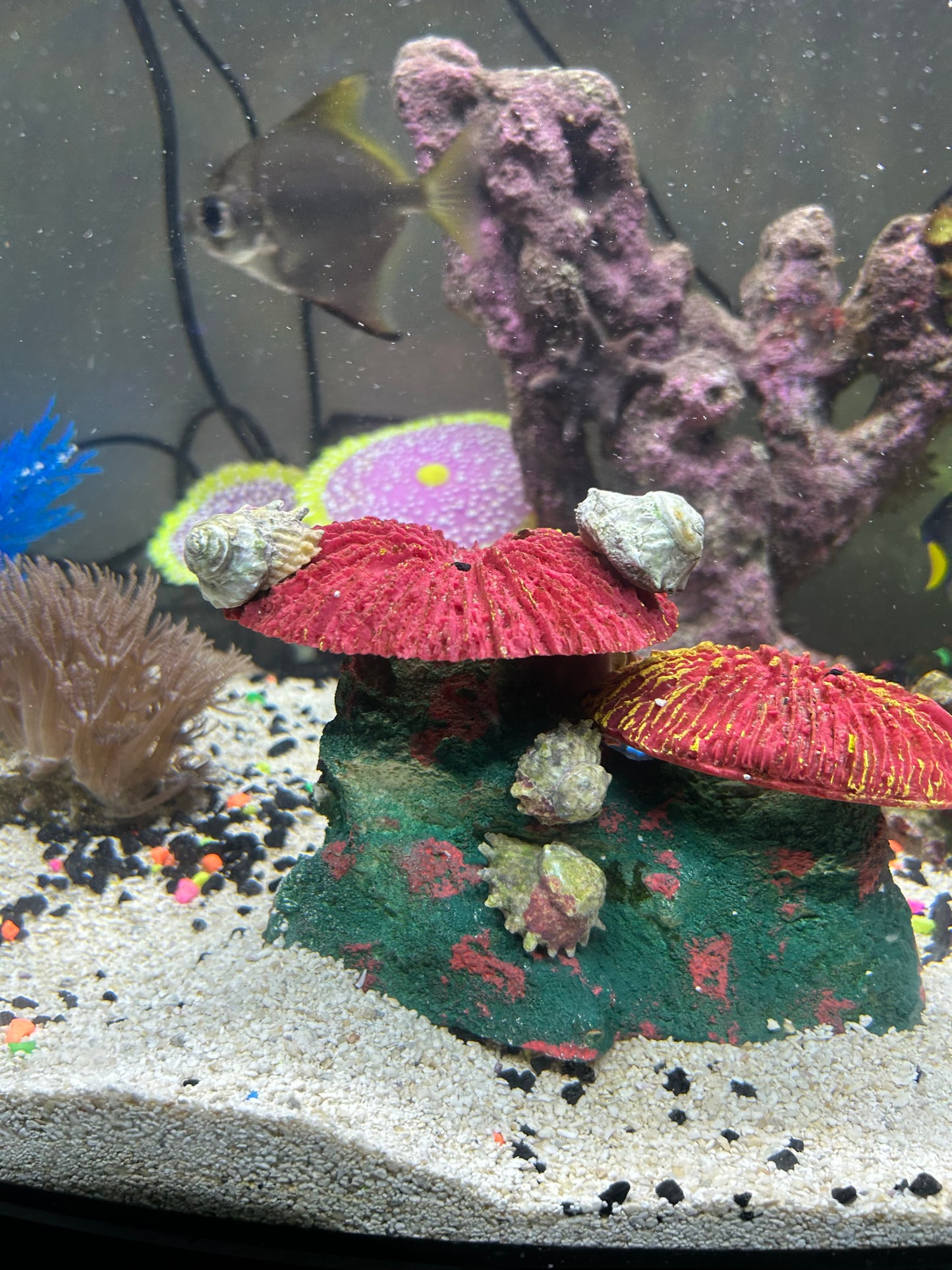 HELLA’S ORGANIC GINGER & TURMERIC ROOT SEAMOSS